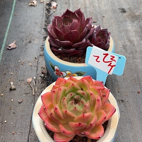 22多肉带盆2个多肉