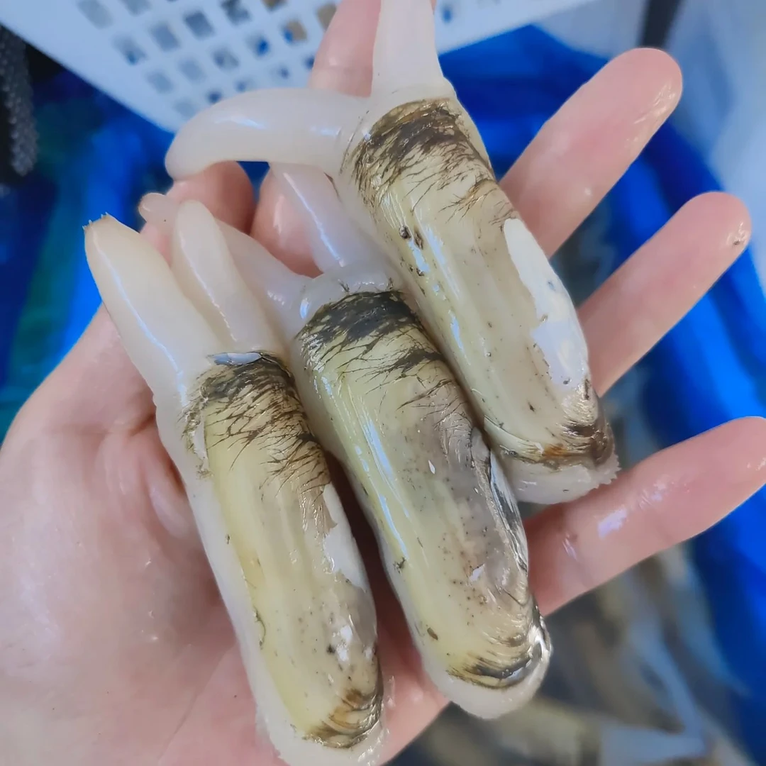 圣子（一斤20个左右）