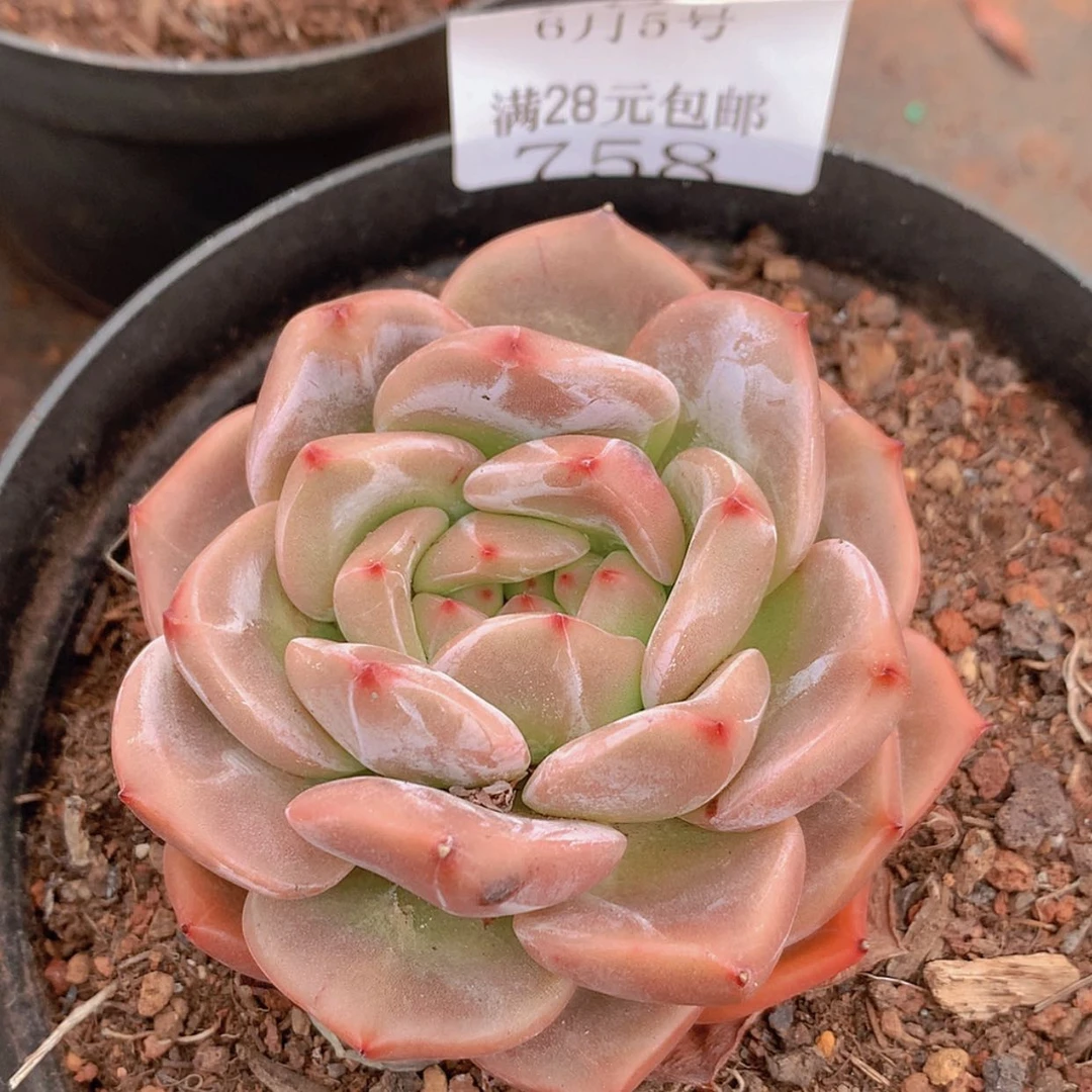 【闪购商品】云758号