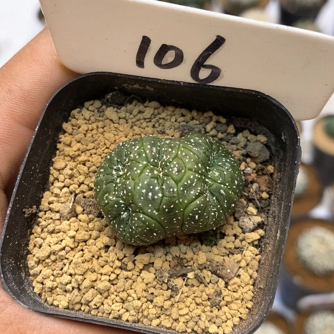 106福利特价来了哦耶