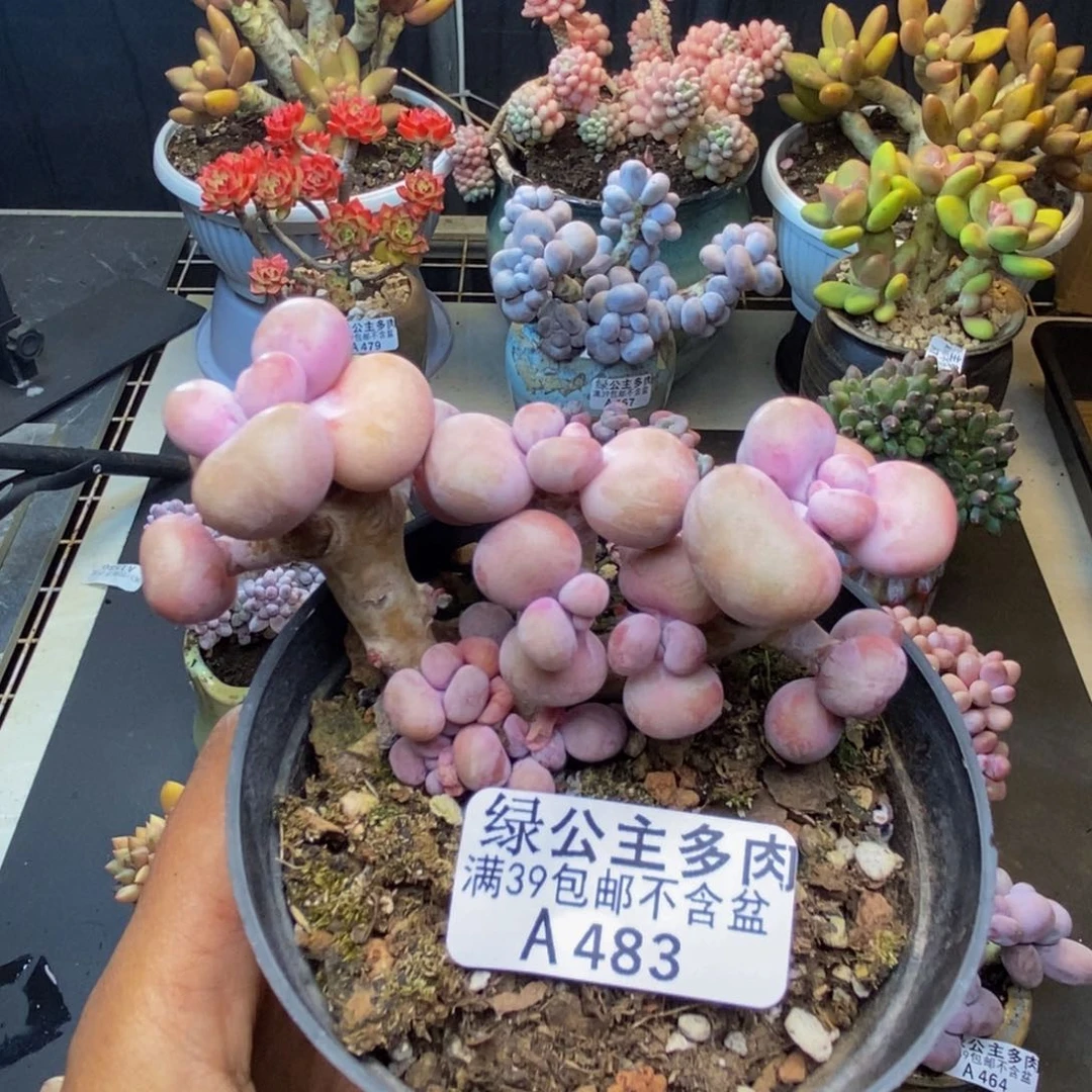 483腰子桃蛋有断枝