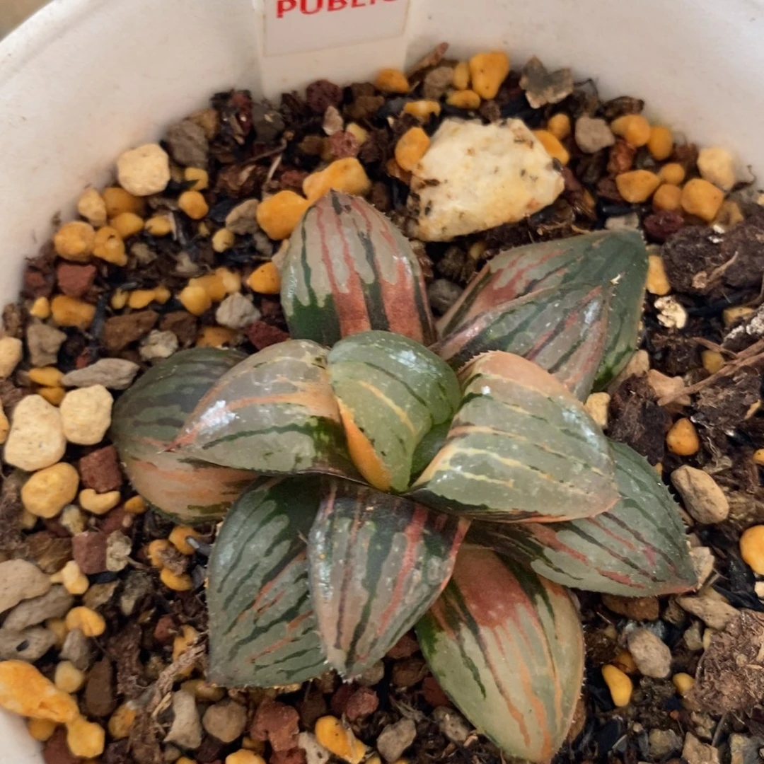 不开花植物24香瓜岛