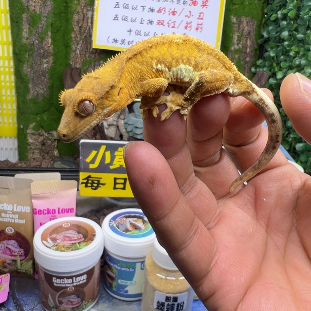 睫角守宫黄幻影莉莉