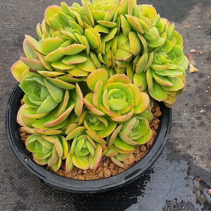 多肉植物桃花坞缀