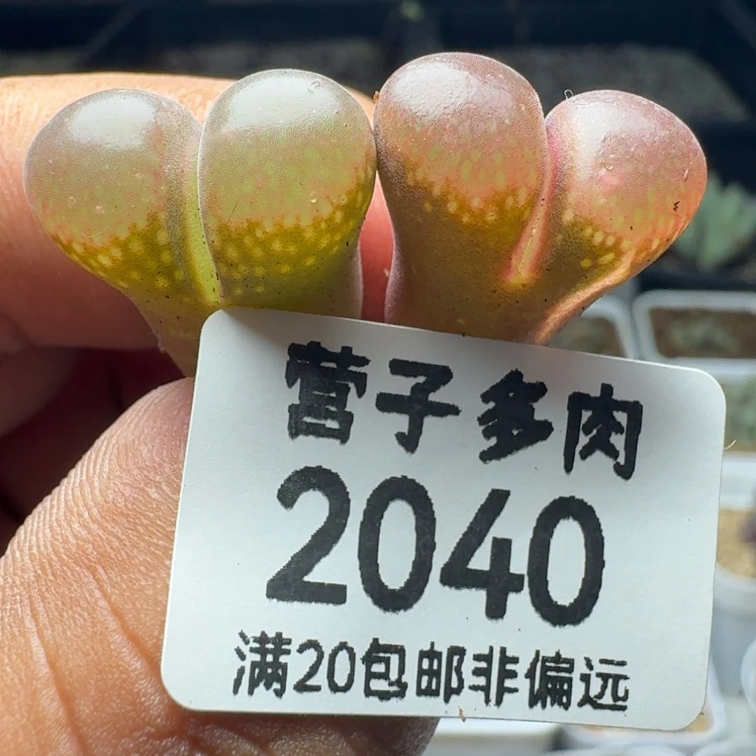 红宝石。