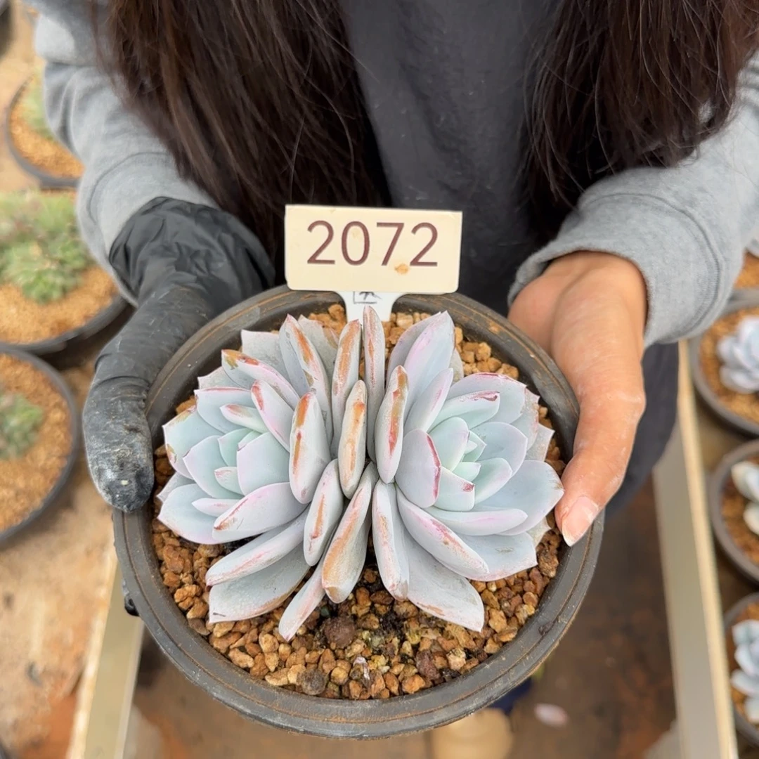 双头奶茶。  2072号。