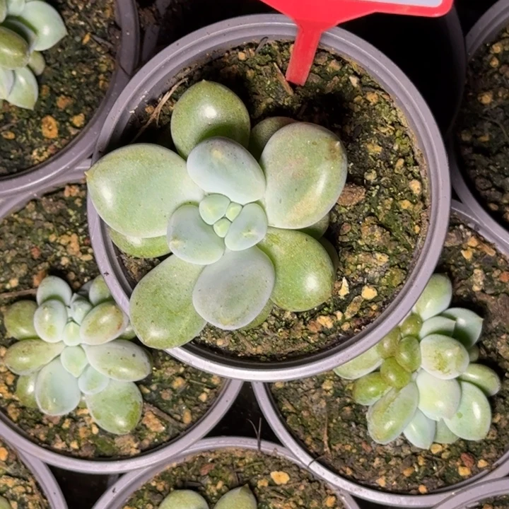 多肉植物胖体哥特692