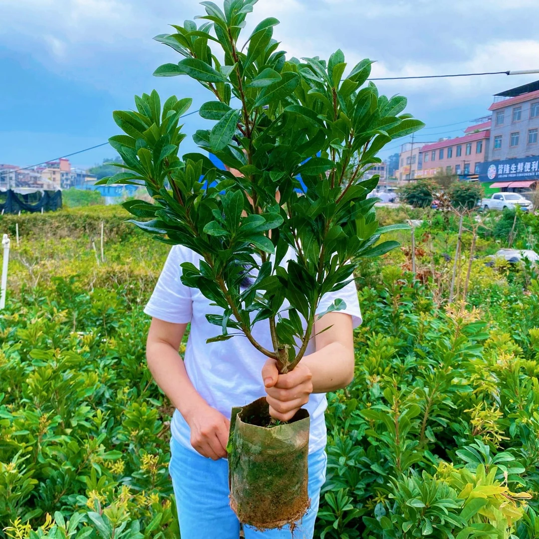 【两年苗】杨梅树苗东魁杨梅黑炭杨梅带土带叶南北方均可种盆栽地栽