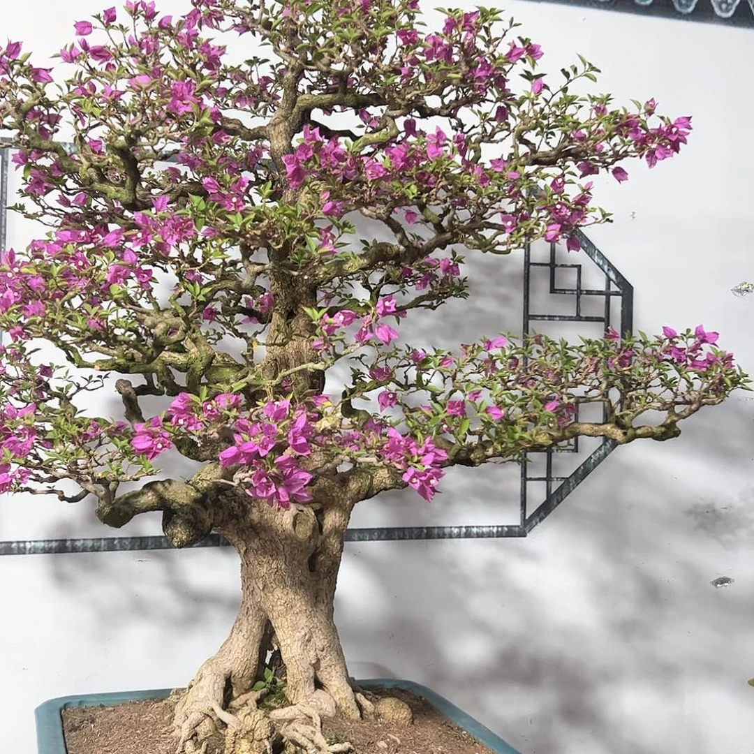 全部花朵清*感谢老板支持，发大财