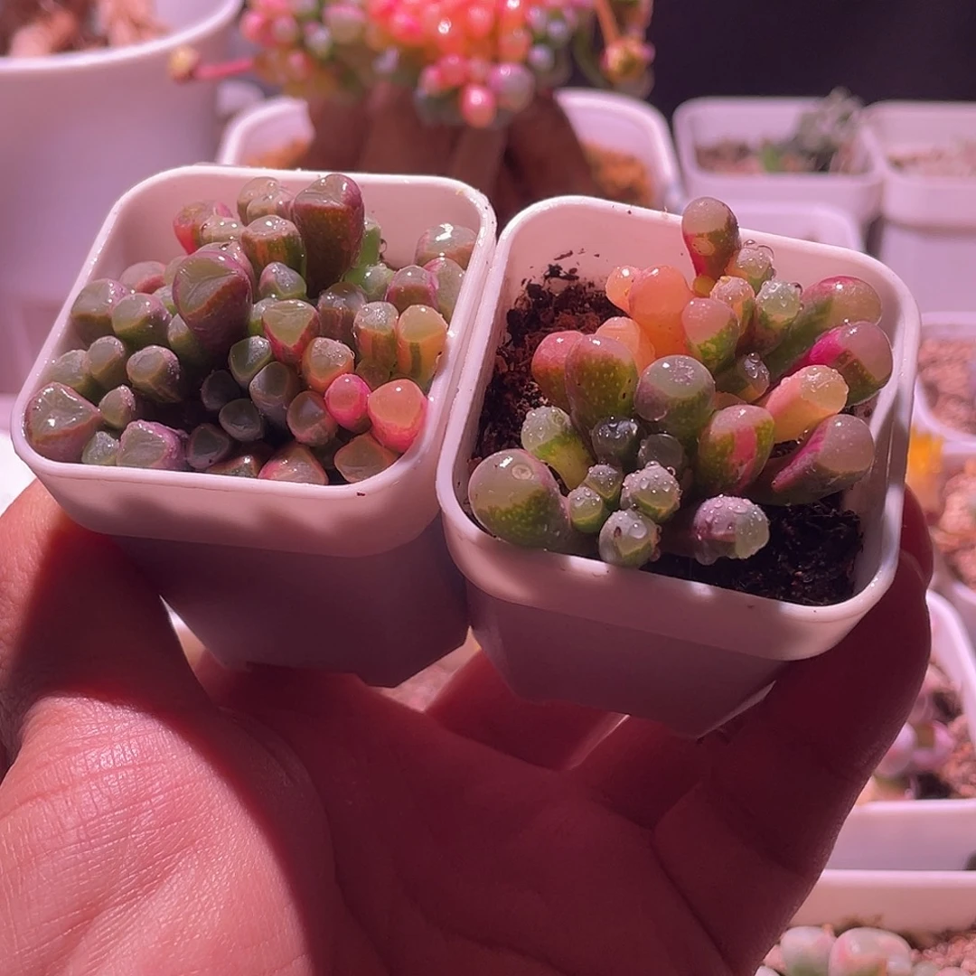 五十玲玉锦特价包邮