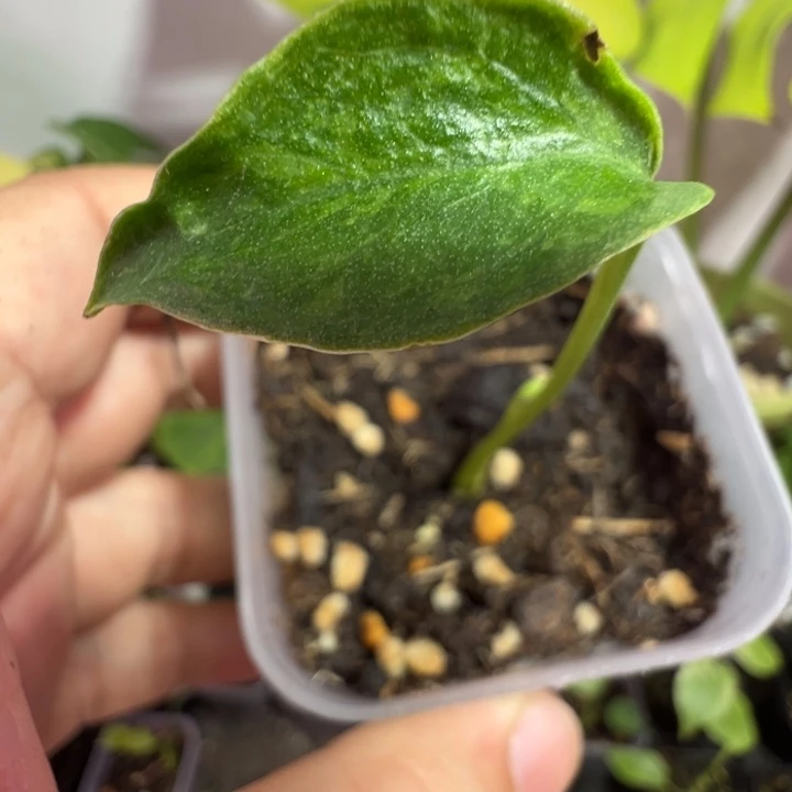 风***凉完全开放龟背竹种苗