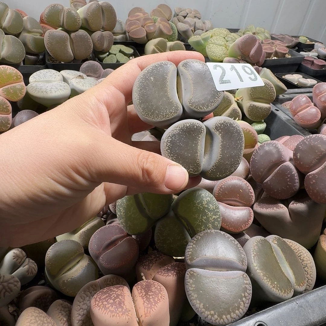 花****生石花一物一拍219