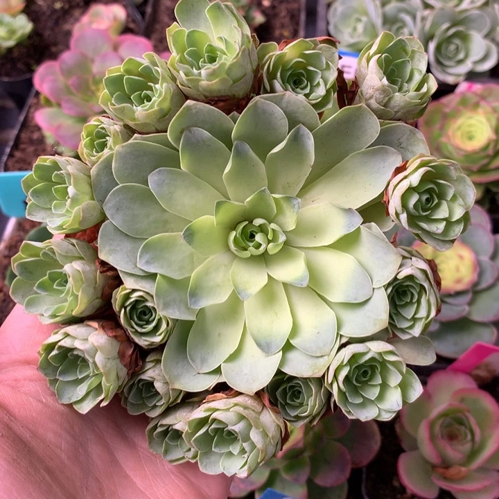 一物一拍星辰福利382