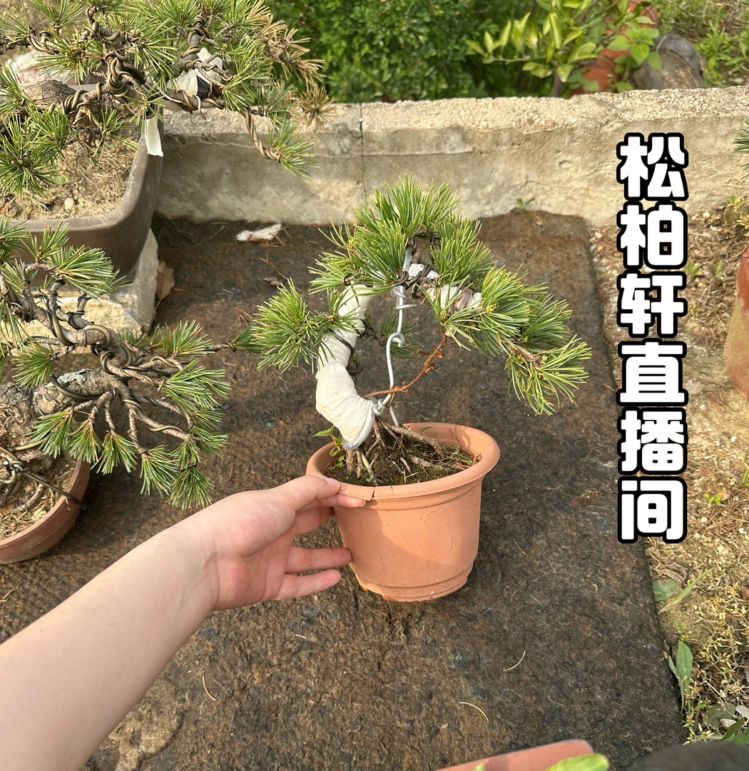 （直播间专属）一物一拍