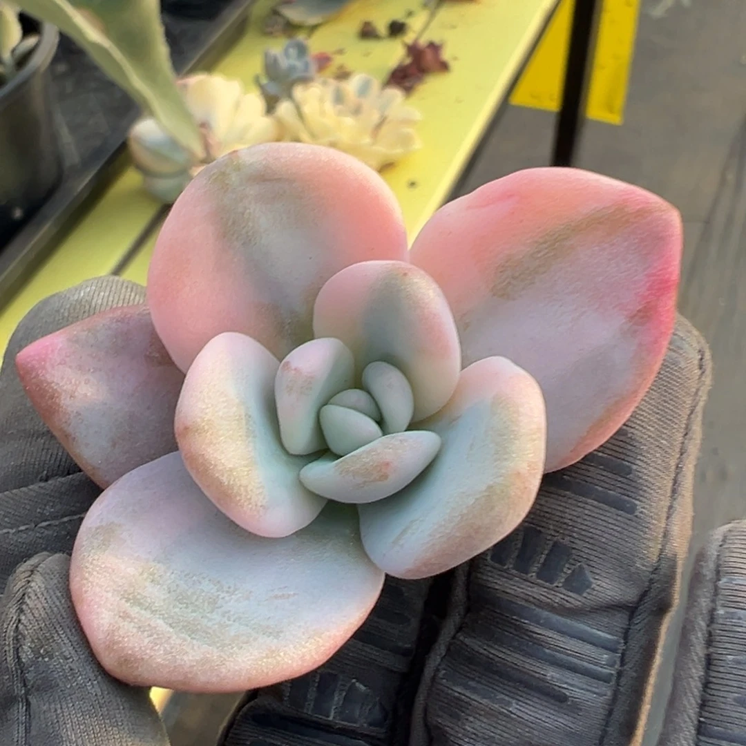 粉兔锦，半覆轮锦侧头无根