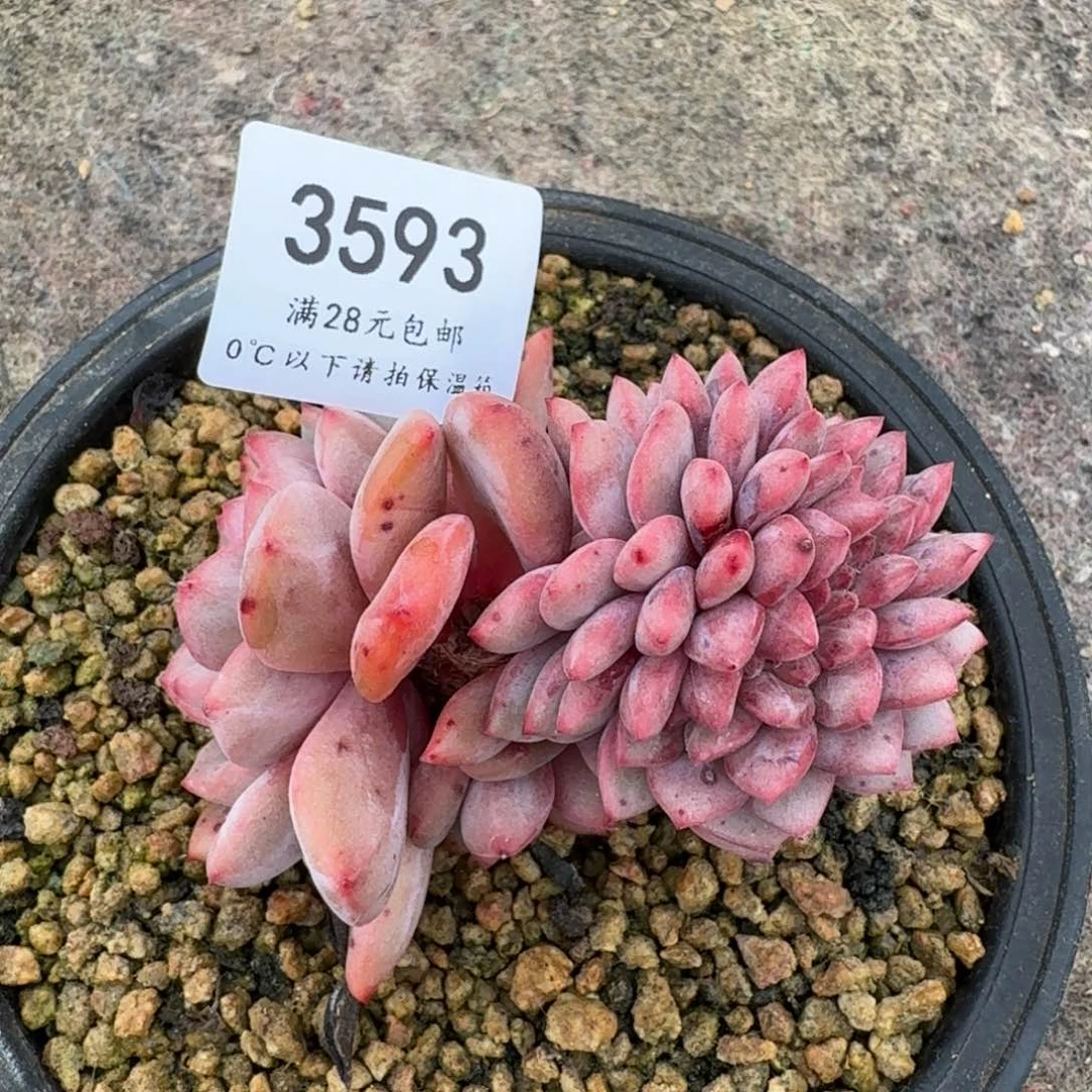 3593凌雪有砍10cm