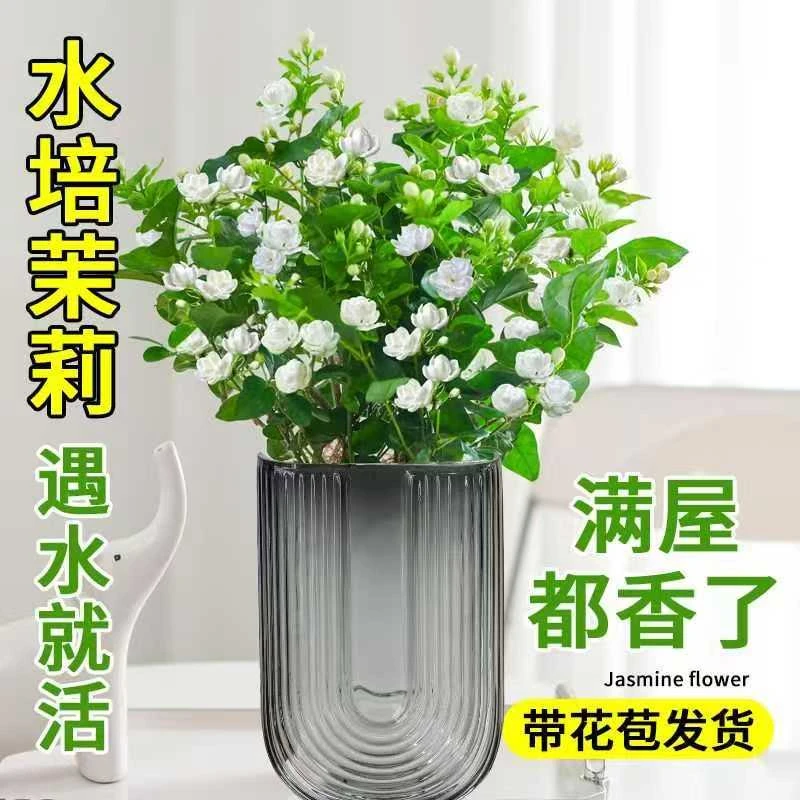 茉莉花水培植物盆栽带花苞室内办公室好养四季开花