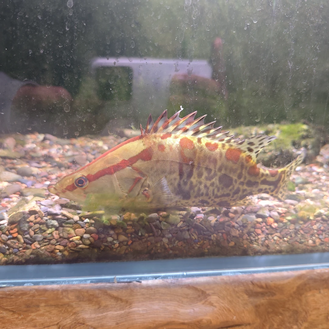 红纹鳜鱼观赏鱼活体淡水养殖凶猛翘嘴桂花鱼宠物鱼