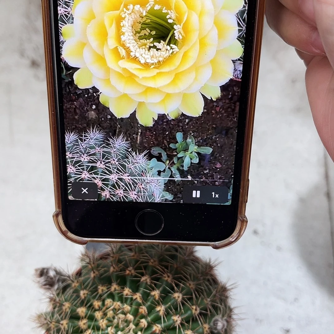 彩草28号8公分左右