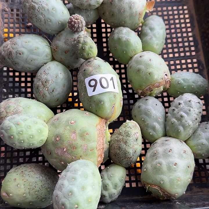 我***旧无花朵清货习瑕疵901