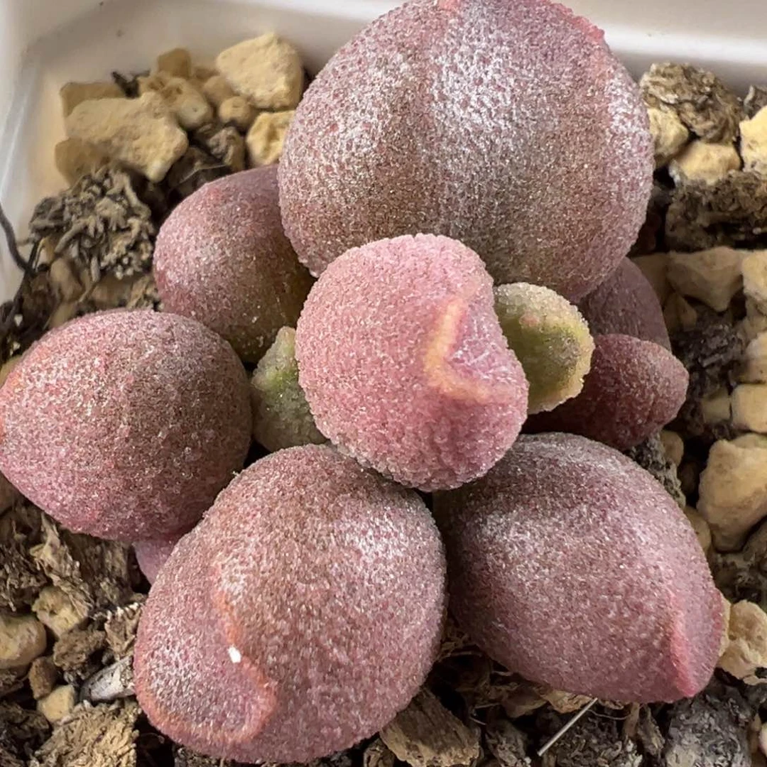 实生新品多肉植物水泡
