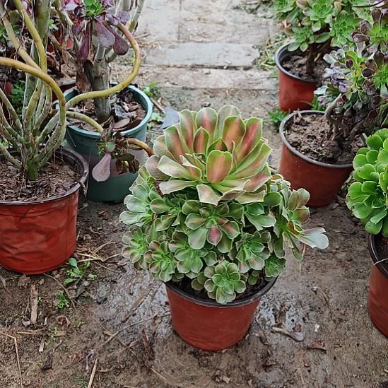 粉女巫中班法师20