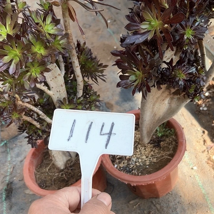 明**初多肉植物组合2个不售后