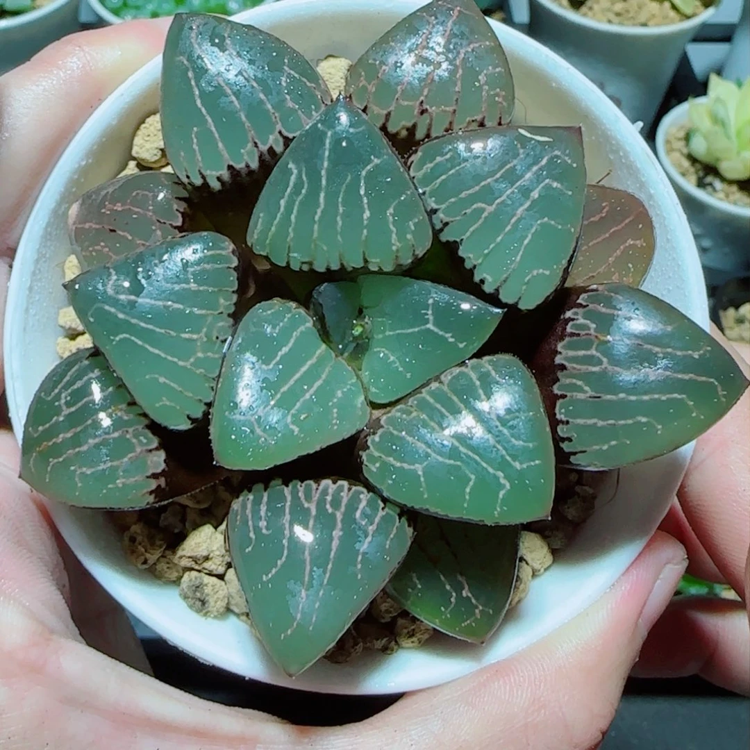 爱神克多肉植物盆栽