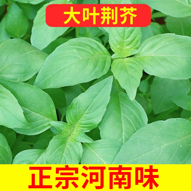 新鲜荆芥菜河南特产农家自种大叶荆芥种子现摘现发