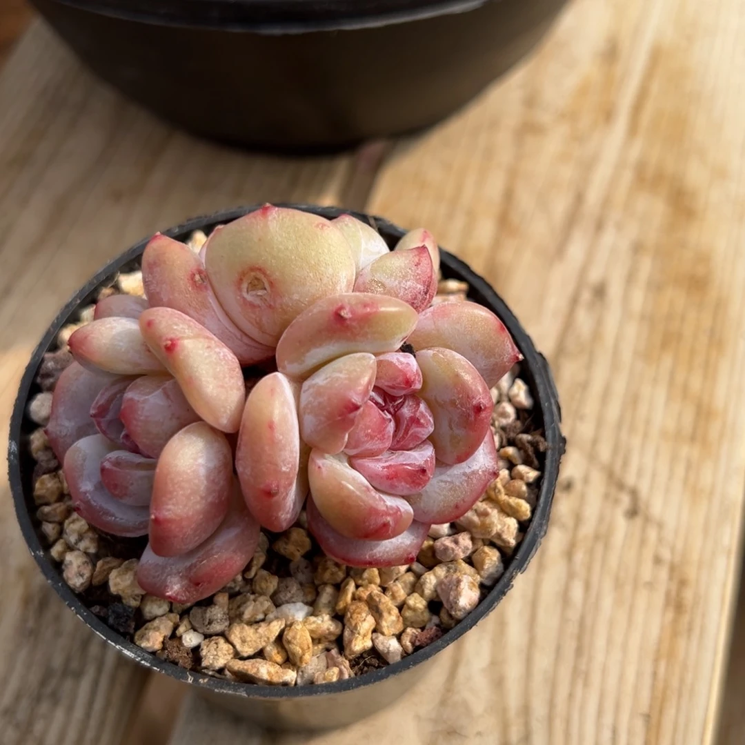 3头石榴籽新年福利