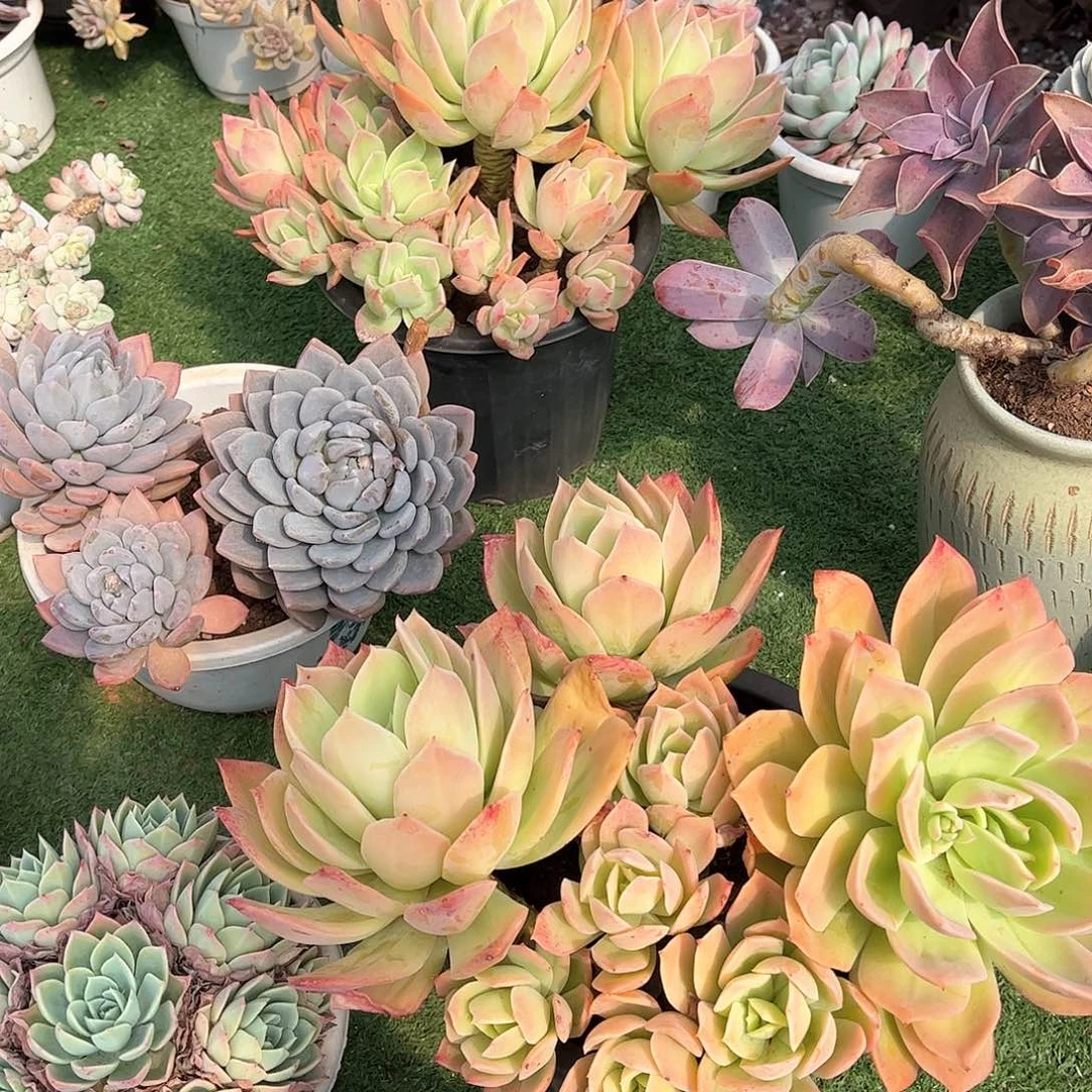 ～***～乔一多肉植物保护38