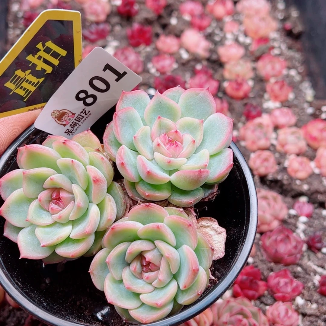 多肉植物多肉植物