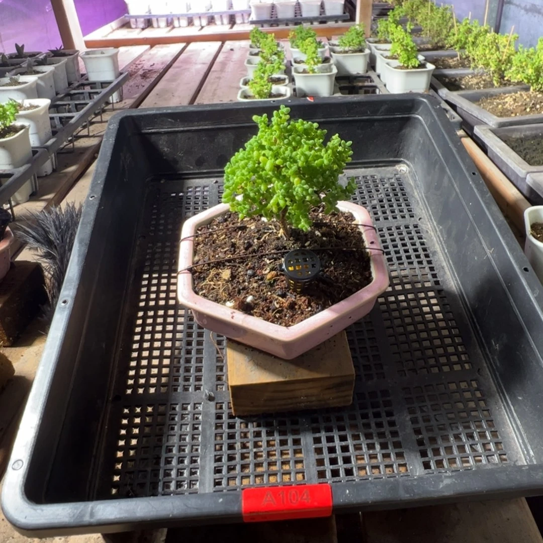 不***心枝干番杏多肉植物104安