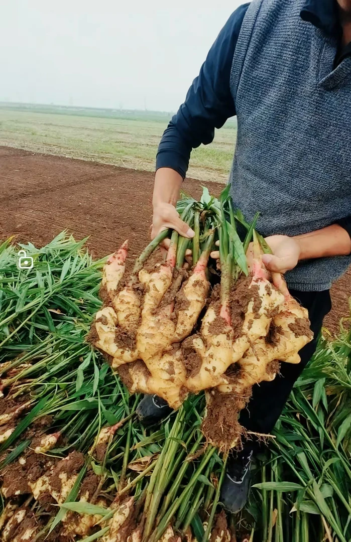 新鲜大姜，单支大果