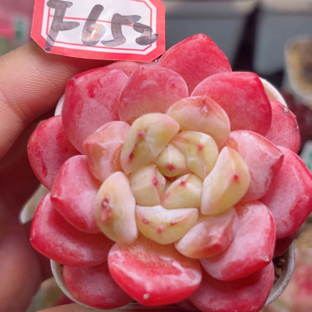 F652一物一拍 珍妮妃