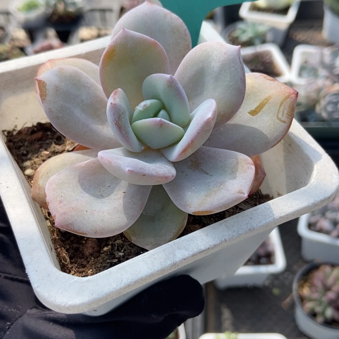1562奶茶多肉植物