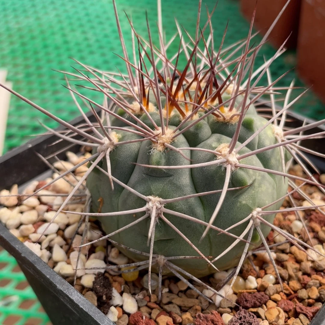 鹿角柱实生仙人球摩天龙