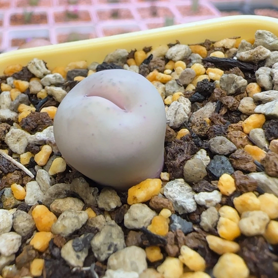 奶油嘴多肉植物一颗