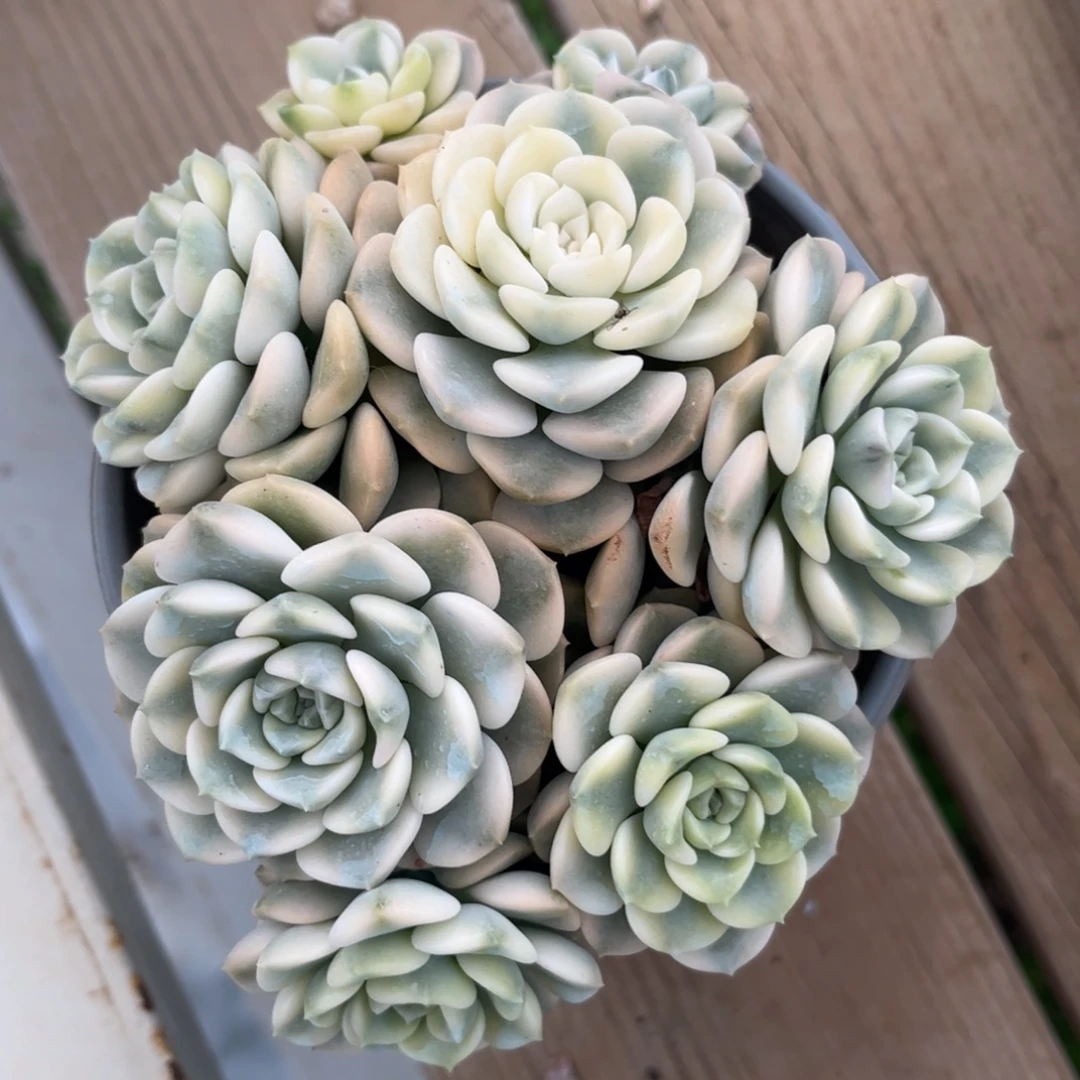 新疆西藏内蒙不发货，粉布偶锦