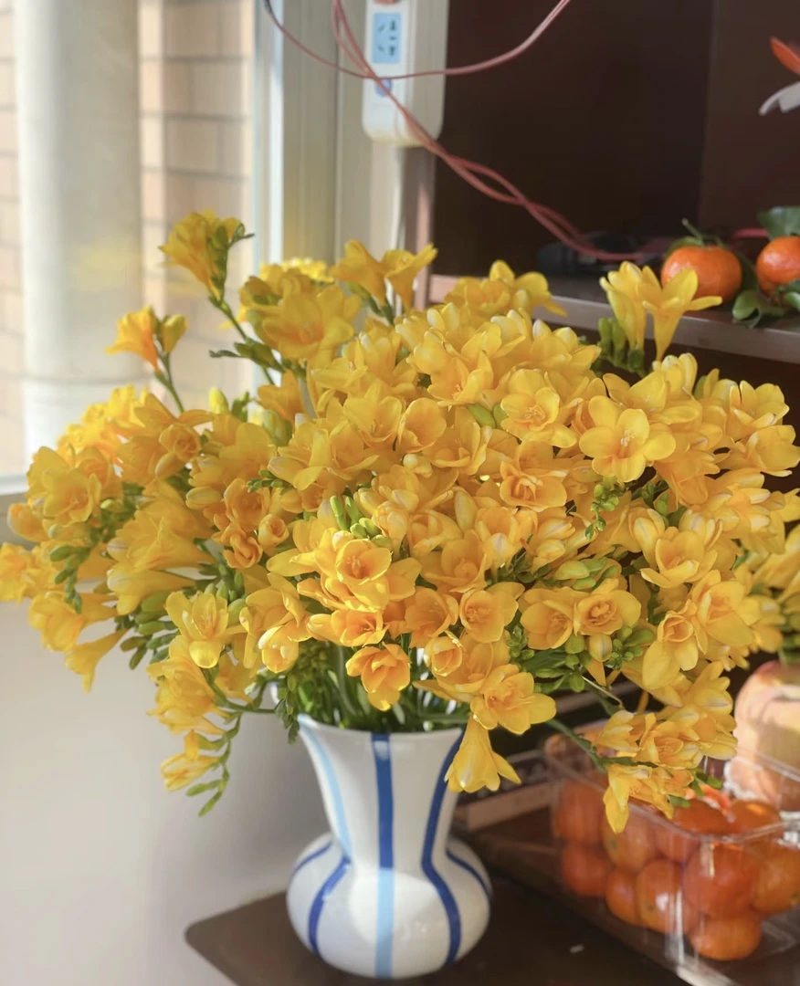 【黄色香雪兰】云南基地高品质鲜切花鲜花办公室花节日礼品居家装饰