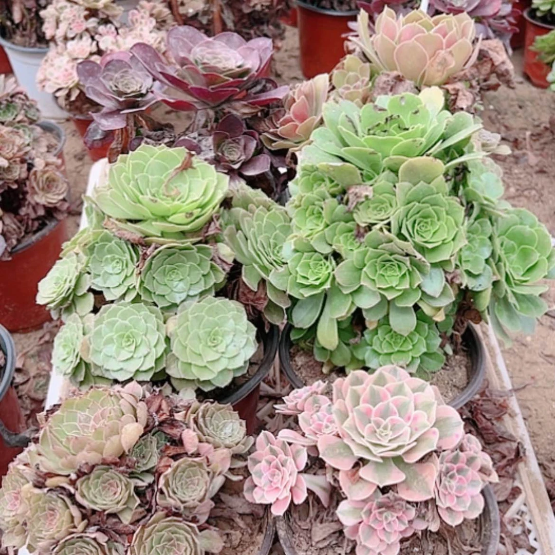 【闪购商品】无花朵大*33号套餐6颗多肉植物