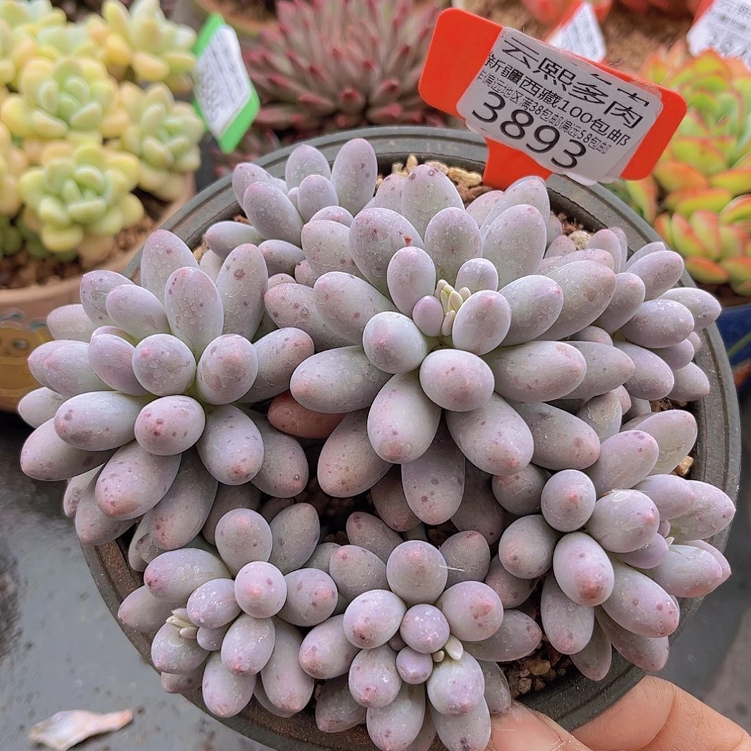 3893汤圆多肉植物