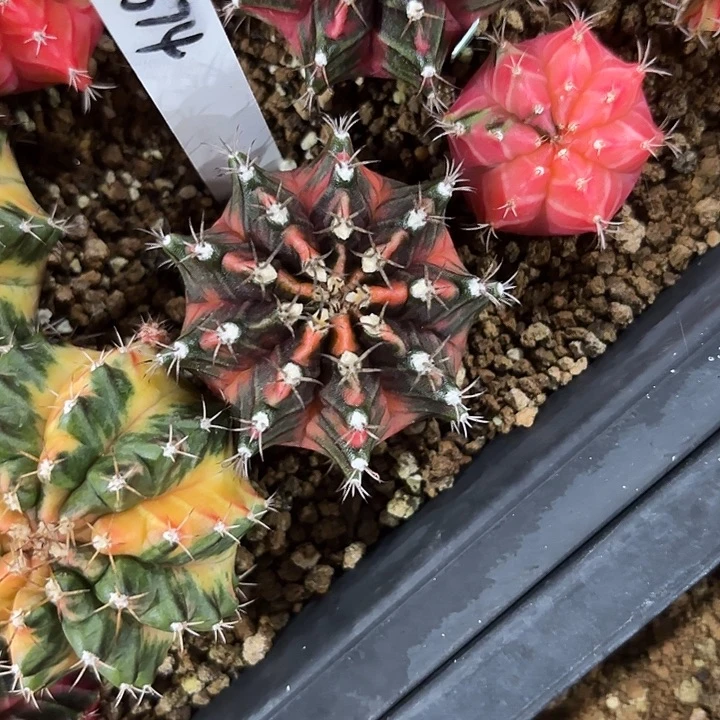 374-0714泰国发货多肉