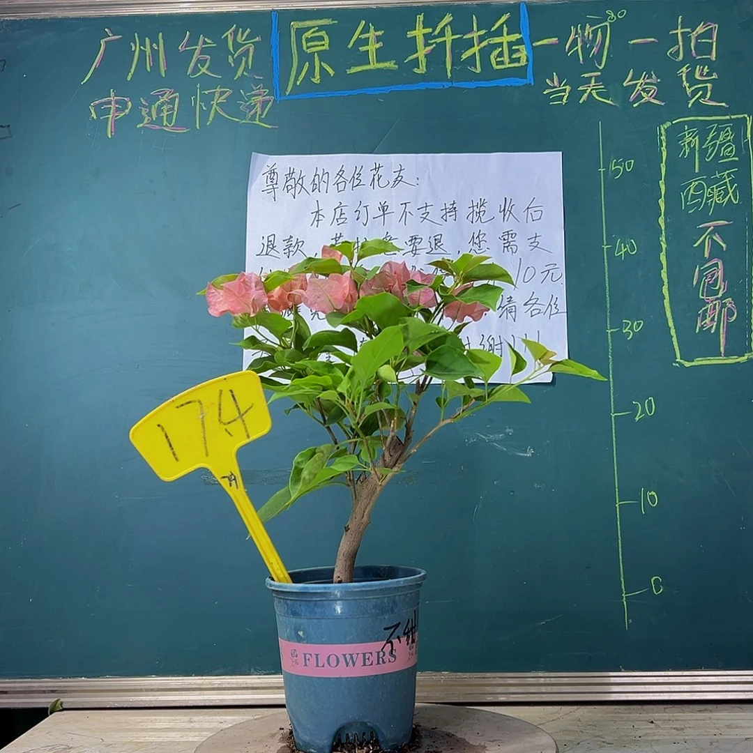 当前无花栽培后可以开花 粗杆 不甜西瓜  174