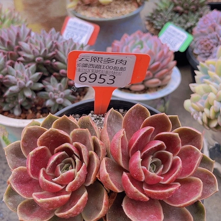 6953哥特玫瑰。