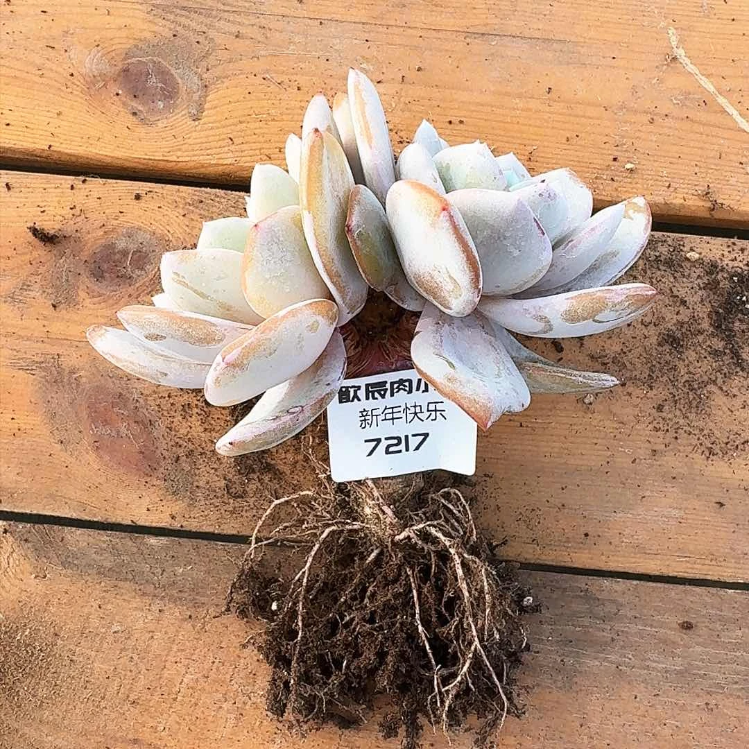 ?**蒿多肉植物奶茶双头老桩7217