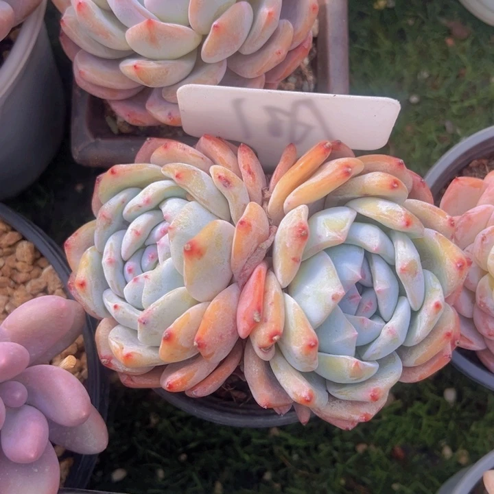 健健康康平平安安