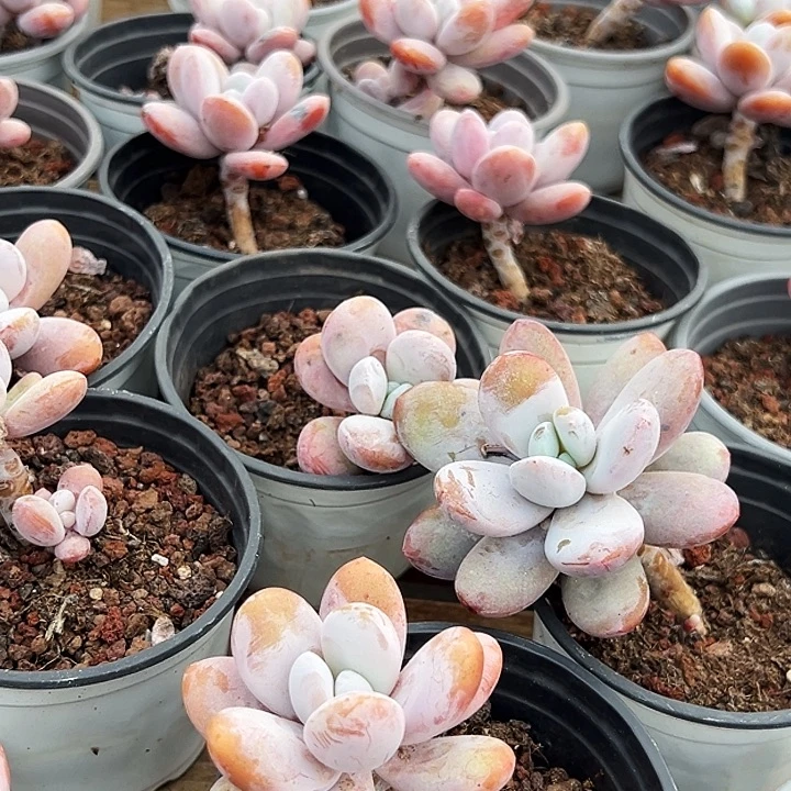 雪美人      福利多多