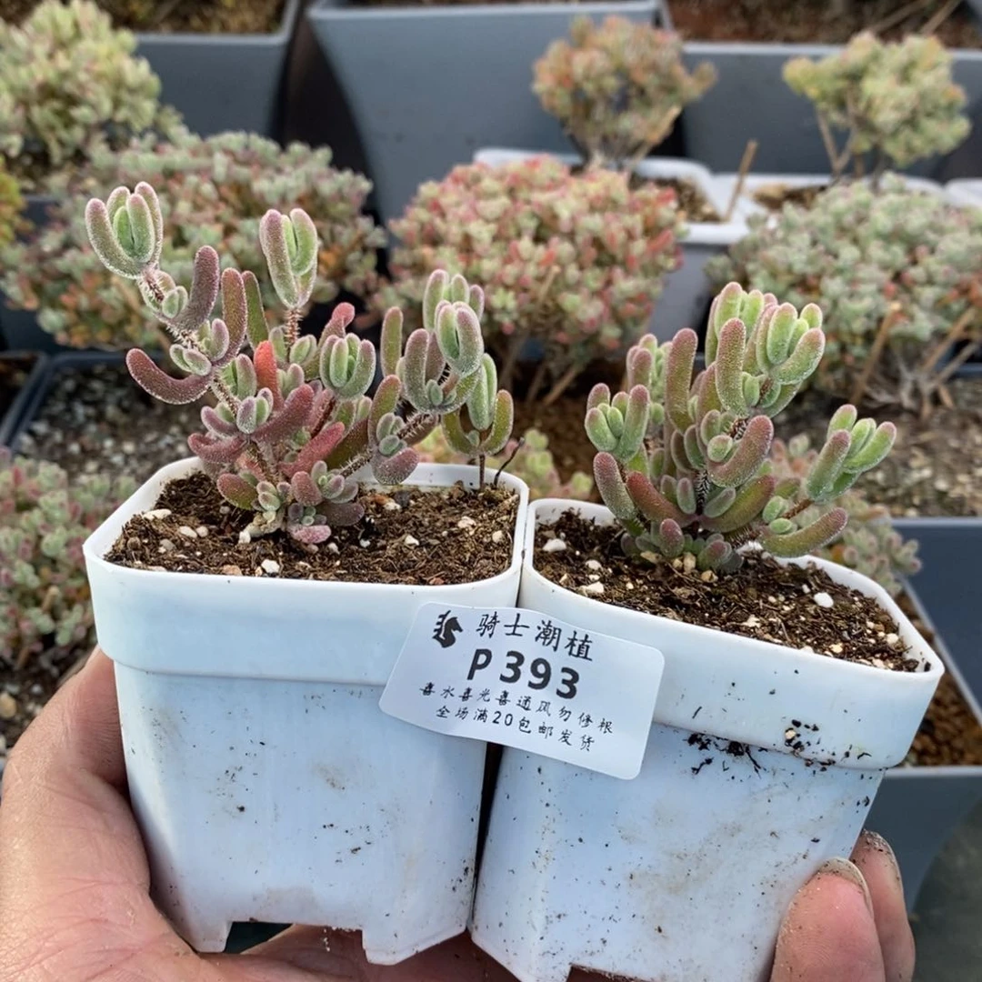 393套餐2颗枝干番杏多肉