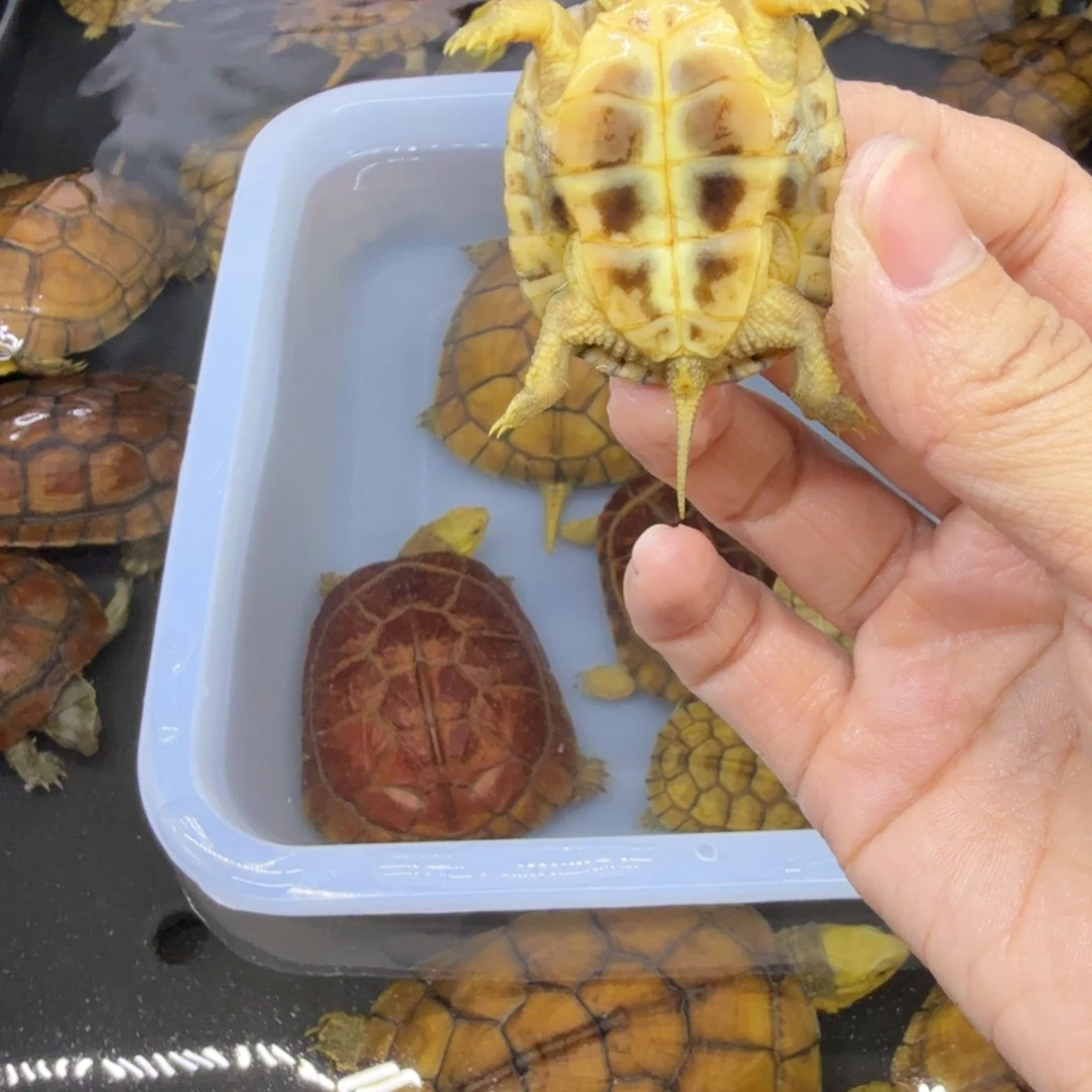 吉***子公母搭配宠物龟背甲4